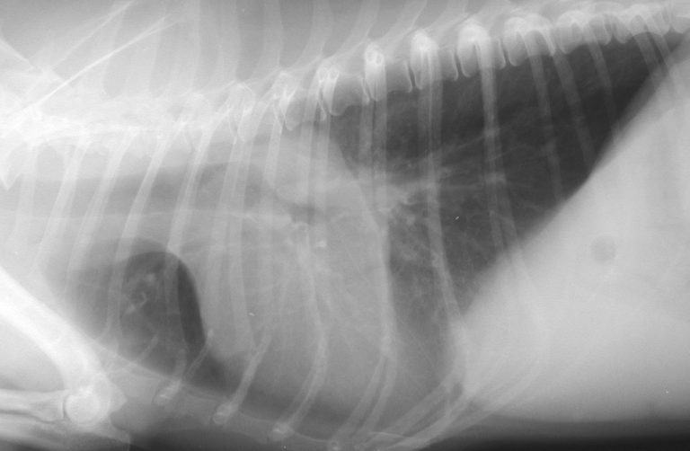 La radiographie est souvent indispensable pour explorer la toux du chat