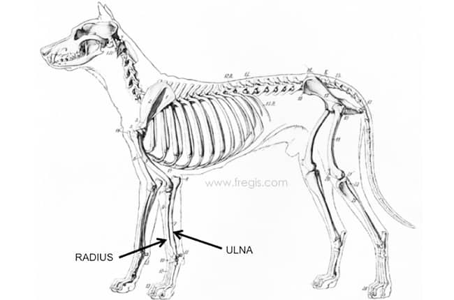 schema du squelette chez le chien, fracture du radius et de l’ulna chez le chien
