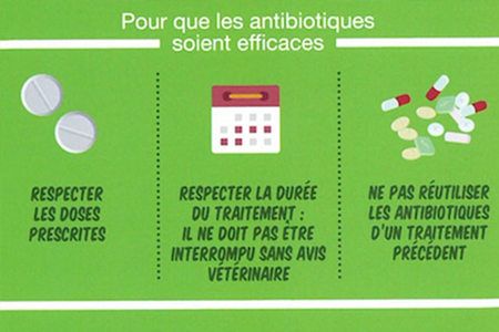 Affiche Règles pour une bonne utilisation des antibiotiques chez le chien