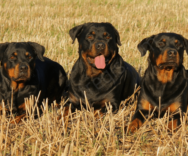 Le Rottweiler est une race de chien prédisposée à une forme spécifique de lipidose folliculaire