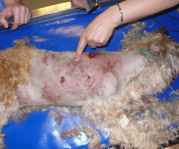 Très grave morsure chez un chien avec des fractures de côtes