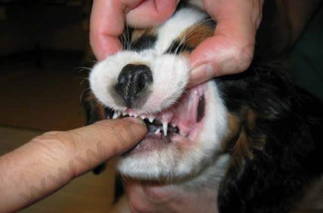 Myosite atypique des muscles masticateurs chez un jeune chien de race Cavalier King Charles spaniel. L’ouverture de la gueule est impossible