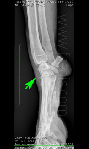 Radiographie en vue latérale du carpe d’un chien montrant un gonflement des tissus mous nécessitant une vue en contrainte pour poser le diagnostic