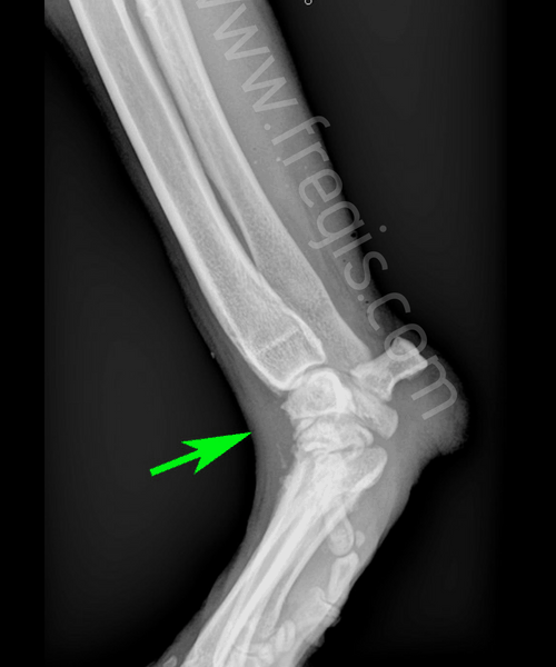 Radiographie en contrainte effectuée sur le carpe d’un chien. Mise en évidence d’une hyperextension du carpe