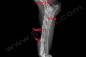 Ostéosarcome du radius chez un chien