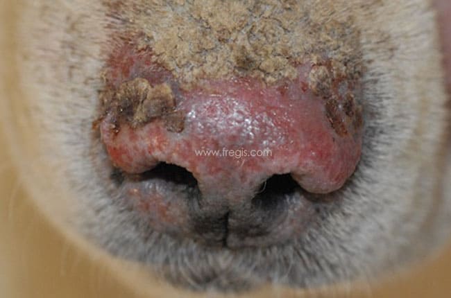 Lésions sur la truffe dues à un pemphigus foliacé chez un chien Labrador.