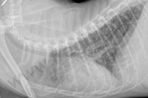 2. Image radiographique d’une pneumonie granulomateuse due à une forme sèche de péritonite infectieuse féline