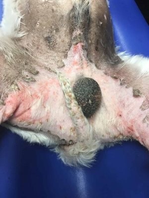 Lésions érythémateuses et crouteuses chez un chien souffrant d’un syndrome hépato-cutané (ou érythème nécrolytique migrant)