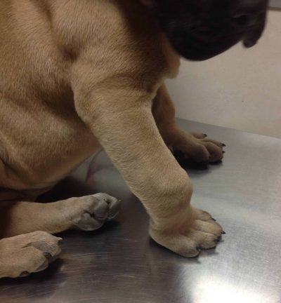 Déformation du carpe en flexion secondaire à un syndrome de laxité du carpe chez un chien