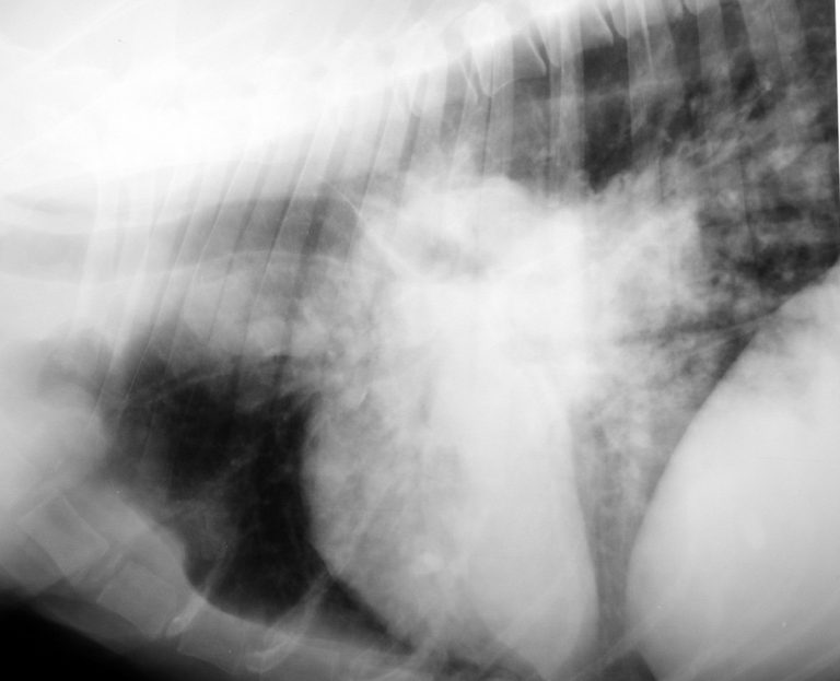 Radiographie chez un chien qui tousse: Pneumonie unilaterale