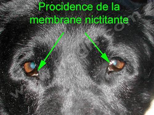 Procidence bilatérale de la 3ème paupière (ou membrane nictitante) chez un chien