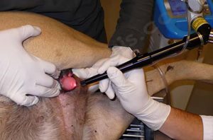 1. Chirurgie au Laser d’un prolapsus urétral chez un Bulldog anglais