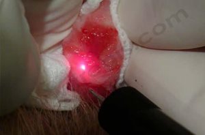 2. Chirurgie au Laser d’un prolapsus urétral chez un Bulldog anglais