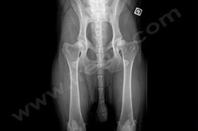 Radiographie des hanches d'un chiot normal de 6 mois