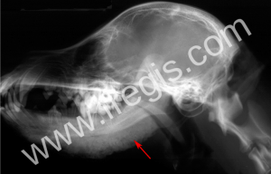 Radiographie de profil la mandibule d’un chien (WHWT) atteint d’ostéopathie cranio-mandibulaire