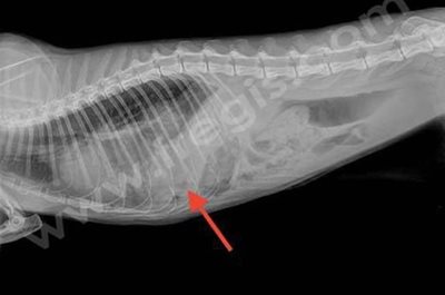 adiographie de thorax chez un chat présentant une myasthénie (myasthenia gravis) secondaire à un thymome (flèche rouge), responsable d’un mégaœsophage secondaire (flèches jaunes)