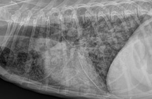 Radiographie pulmonaire d’un chien de race Cavalier King Charles atteint de pneumonie à Pneumocystis carinii. On observe une densification interstitielle diffuse marquée