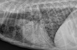 Radiographie pulmonaire de profil d’un chien en provenance du Canada et présentant une histoplasmose