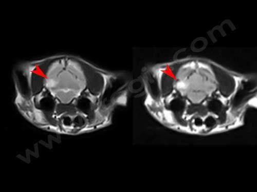 Résonance magnétique (IRM) du cerveau d’un chien Cavalier King Charles Spaniel atteint d’un accident vasculaire cérébelleux (flèches rouges)