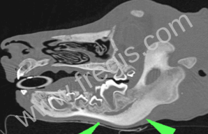 Scanner de la mandibule d’un chien atteint d’ostéopathie cranio-mandibulaire