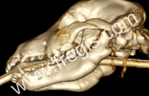 Scanner avec reconstruction 3D de la mandibule d’un chien atteint d’ostéopathie cranio-mandibulaire