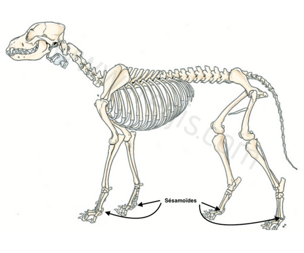 schéma: Les sésamoïdes du chien se situent au niveau de l’articulation métacarpo (-tarso) phalangienne.