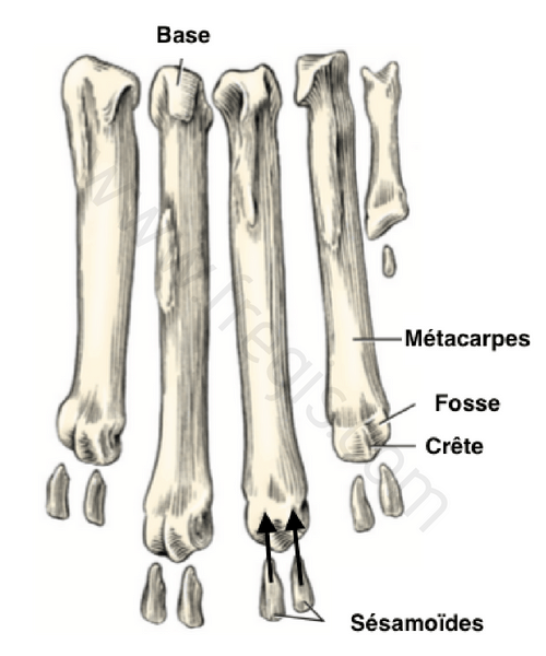schéma: Anatomie des sésamoïdes membres antérieurs chez le chien.
