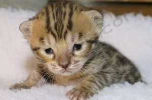 1. Les chatons ouvrent leurs yeux 7 à 10 jours après la naissance