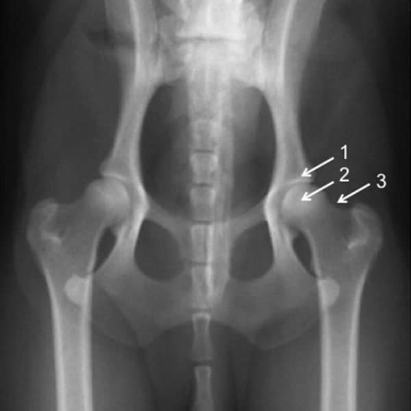 Radiographie d’une hanche normale de chien. La cavité acétabulaire doit bien recouvrir la tête fémorale. L’espace articulaire doit être régulier, avec les deux surfaces articulaires parallèles. (1: Cavité acétabulaire ; 2 : Tête fémorale ; 3 : col fémoral)