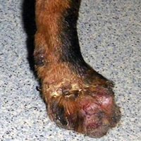 1. Amputation des doigts sur la patte avant d’un chien Pinscher nain atteint d’un Syndrome d’automutilation podale.