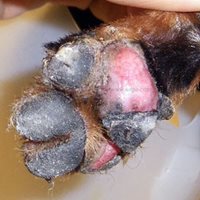 2. Lésion du coussinet sur la patte avant d’un chien Pinscher nain atteint d’un Syndrome d’automutilation podale.