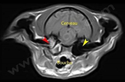 Résonance magnétique (IRM) sur un chat atteint d’un syndrome de Claude Bernard Horner du à une otite