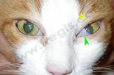 Chat atteint d’un syndrome de Claude Bernard Horner sur l’œil gauche, suite à une otite