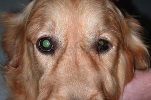 Procidence unilatérale de la 3ème paupière (ou membrane nictitante) chez un chien Golden retriever, due à un syndrome de Claude Bernard Horner