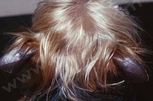 Syndrome des oreilles de cuir chez un chien Yorkshire terrier