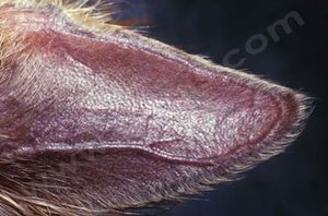 Syndrome des oreilles de cuir (mélanodermie et alopécie) chez un chien Yorkshire terrier