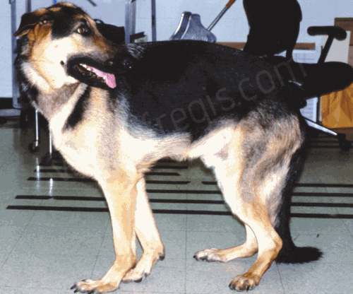 Syndrome d’hyperextension du carpe chez un chien de race Berger allemand