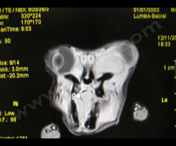 IRM d’un lapin atteint d’un abcès rétrobulbaire - CHV Fregis