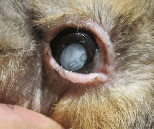 Systeme oculaire du lapin atteint d'un abscés - CHV Fregis