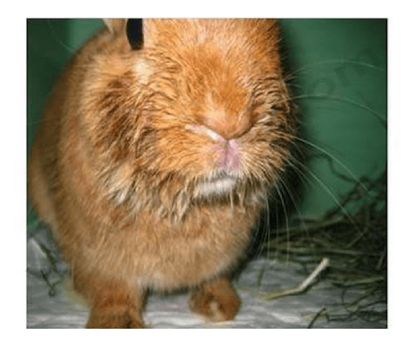 Un lapin avec un écoulement nasal purulent et le nez humide - CHV Fregis