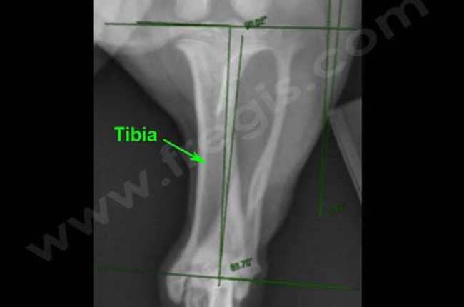 Radiographie normale du tibia gauche chez un chien de race teckel