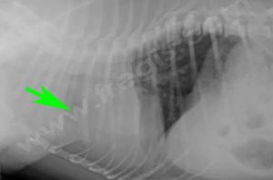 Radiographie d’un Carlin de 9 mois atteint d’une torsion de lobe pulmonaire