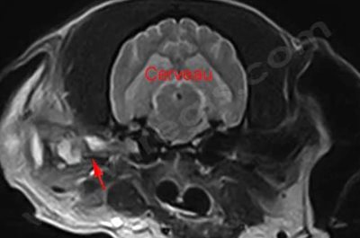 IRM (résonnance magnétique) de la tête d’un chien souffrant d’une tumeur des glandes cérumineuses. Il s’agissait ici d’un céruminome malin chez un teckel de 12 ans.