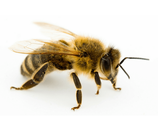 Les piqûres d’abeille peuvent être responsables de graves urgences chez le chat.