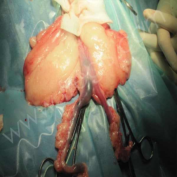 Vue per opératoire d’un utérus avec des lésions sur une lapine - CHV Fregis