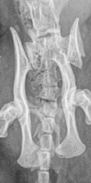 Radiographie de face et de profil d’un chat ayant des fractures du bassin