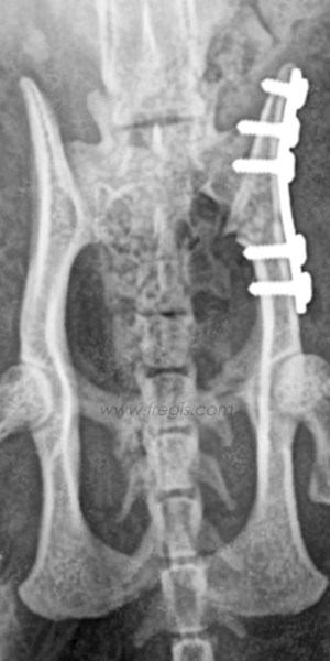Radiographie de face et de profil d’un chat ayant des fractures du bassin. La chirurgie a permis une stabilisation grâce à une plaque et des vis.