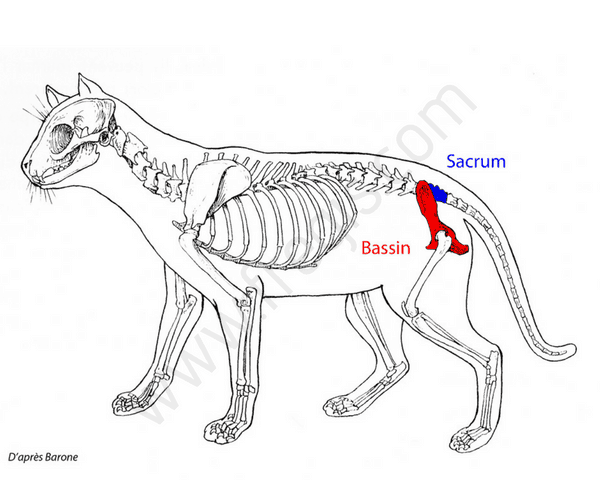 Bassin osseux chez le chat et le chien. Glossaire - CHV Frégis