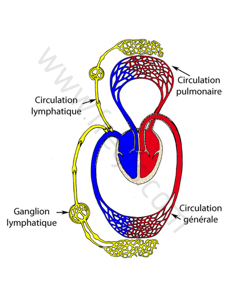 Schéma de la circulation sanguine et lymphatique.CHV Fregis