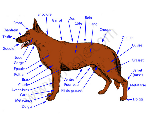 Schéma : corps du chien